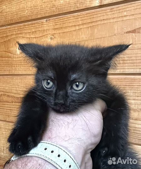 Котята бесплатно