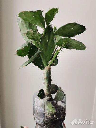 Кактус опунция