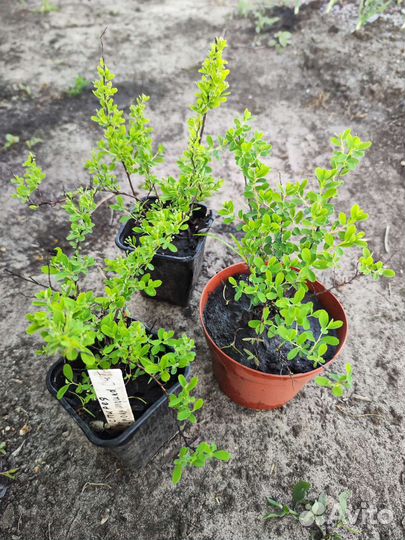 Саженцы Спирея Snowmound (Снежная Гора)