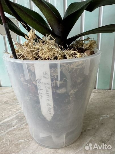 Орхидея фаленопсис