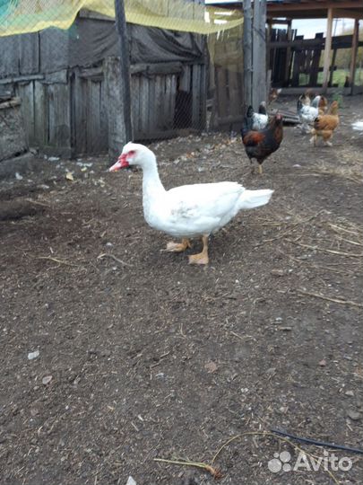 Мускусные утки