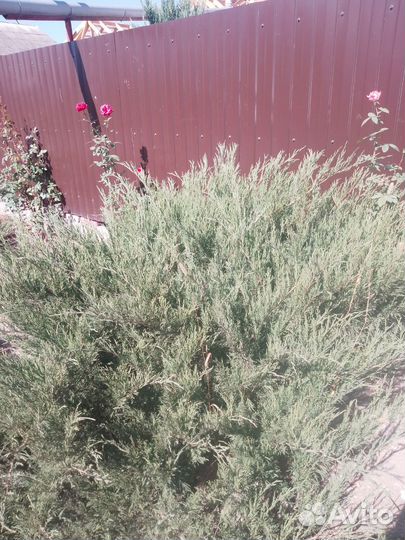 Хвойные растения