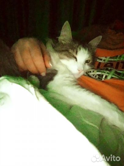 Передержка животных