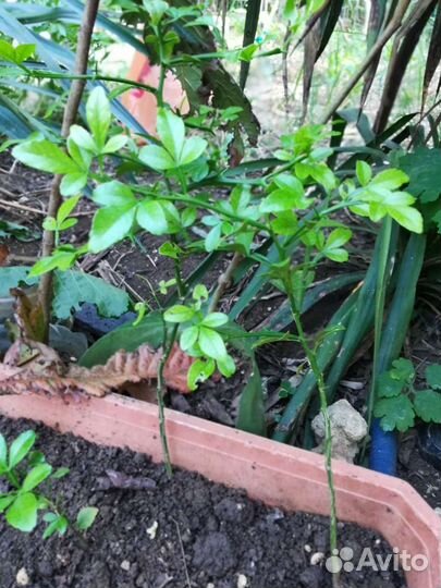 Деревья редкие-Панцириус, мушмула, дуб пробковый