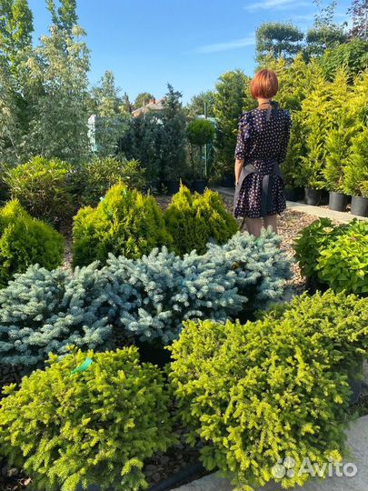 Ель pungens glauca globosa (nana)