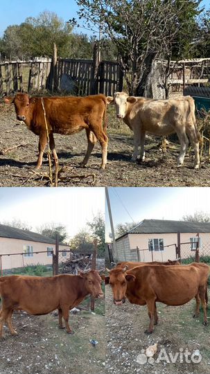 Коровы телята