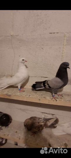 Голуби