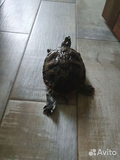 Красноухая черепаха