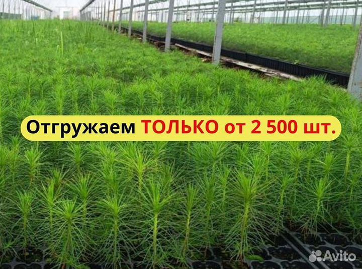 Саженцы сосны обыкновенной окс от производителя