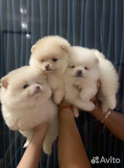 Померашки-очаровашки