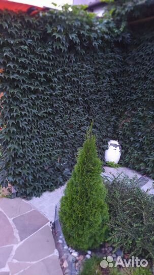 Виноград виччи