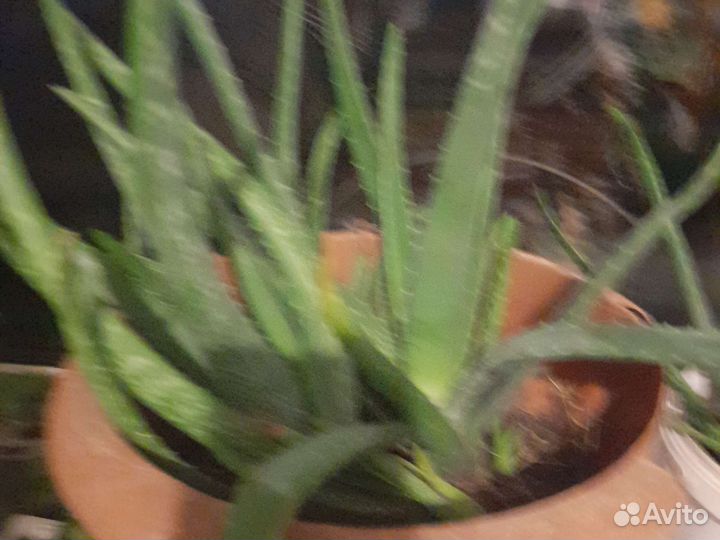 Алоэ вера, алоэ столетник