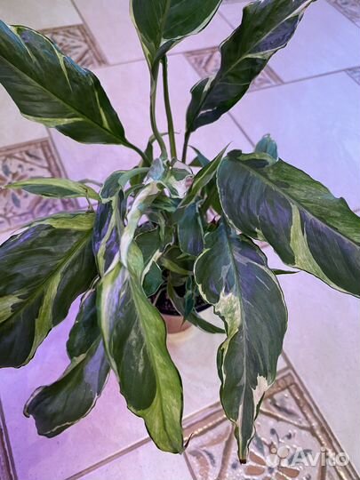 Спатифиллум» Дели Индонезия»