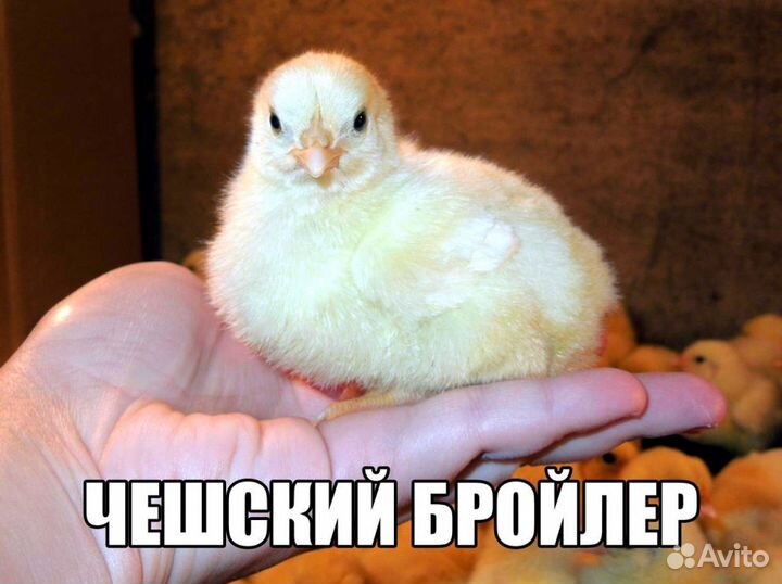 Бройлер чешский кобб-500