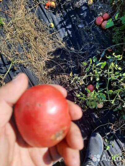 Розовый помидор на томат,салат