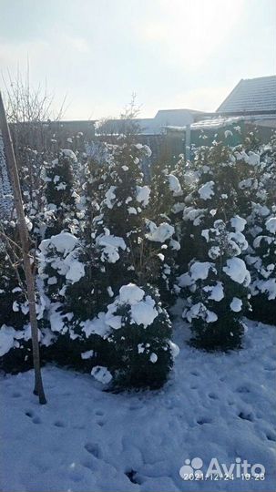 Туя королевская