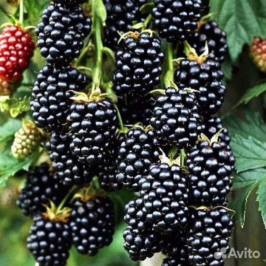 Ежевика бесшипная