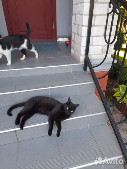 Отдам в добрые руки