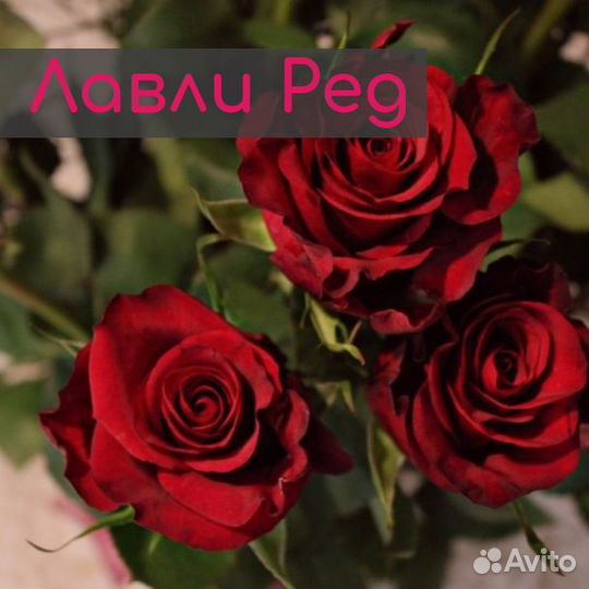 Саженцы роз / Розы