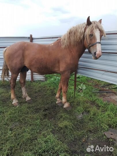 Продам лошадь