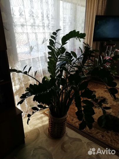 Замиокулькас