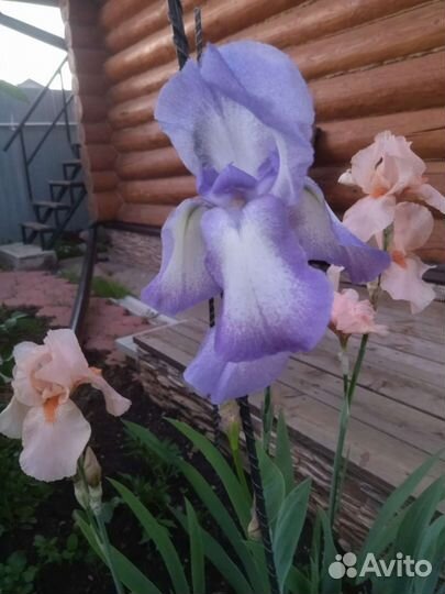 Ирисы бородатые сортовые