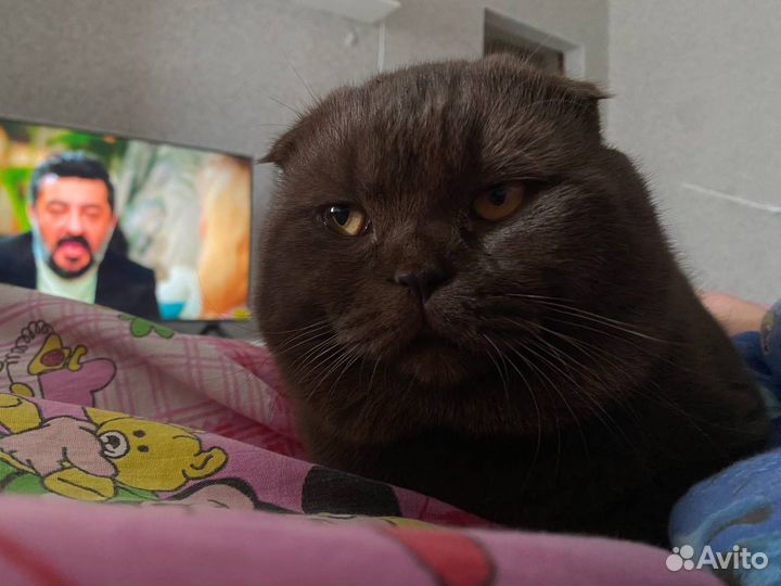 Шотландский вислоухий кот