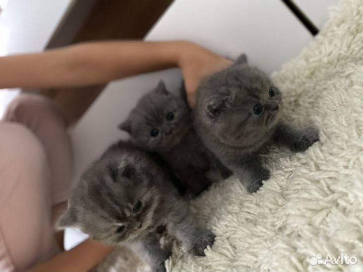 Британские котята