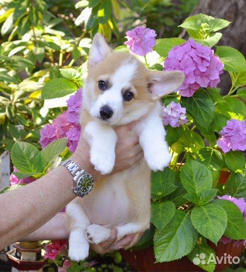 Щенки мальтипу