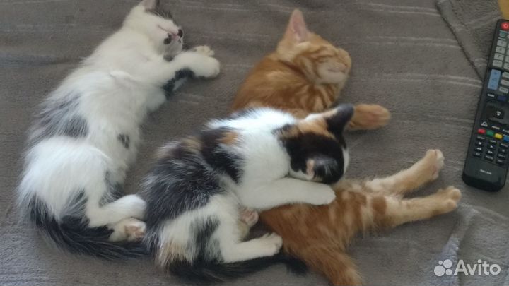 Котята в добрые руки бесплатно