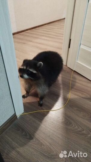 Енот на вязку