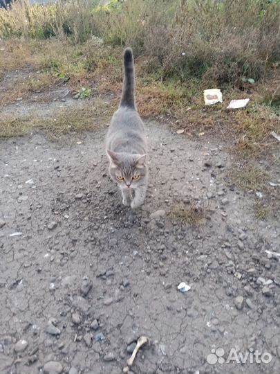 Кот на улице. Чей Кузнецкий район