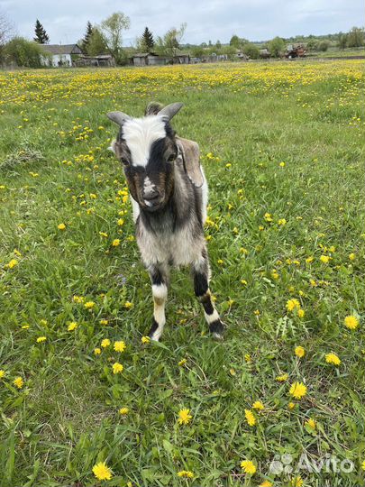 Нубийский козлик