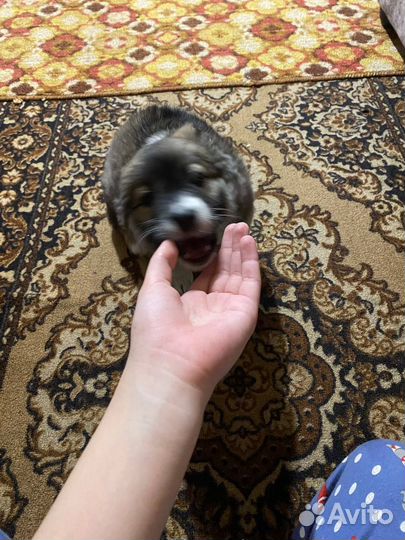 Собака в добрые руки щенок хаски