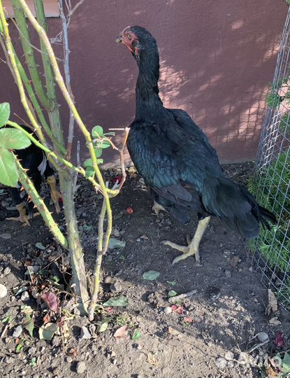 Бойцовые куры