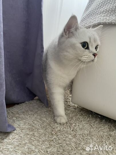 Отдам кота в добрые руки