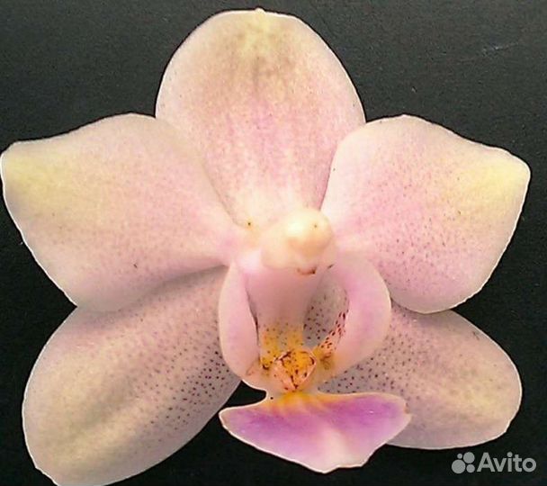 Орхидея фаленопсис