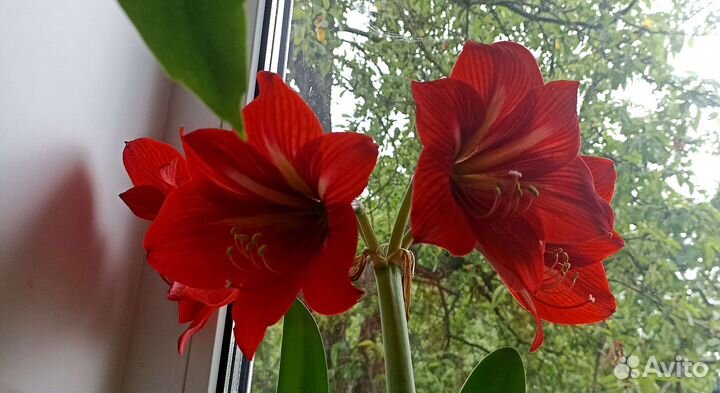 Амариллис,Эухариус,редкийЭпифиллум,Фиалки/цветут