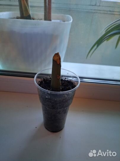 Замиокулькас