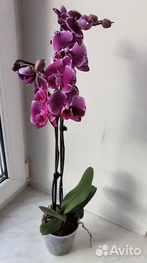 Орхидеи фаленопсис сортовые цветущие