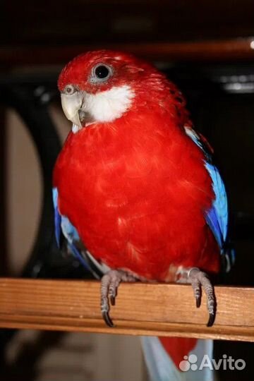 Красные и пестые розеллы