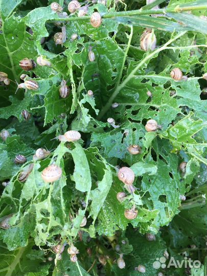 Корм для улиток muller maxima Перка