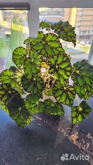 Бегонии, комнатные растения