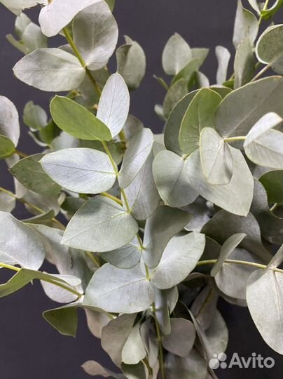Эвкалипт оптом, букеты из эвкалипта
