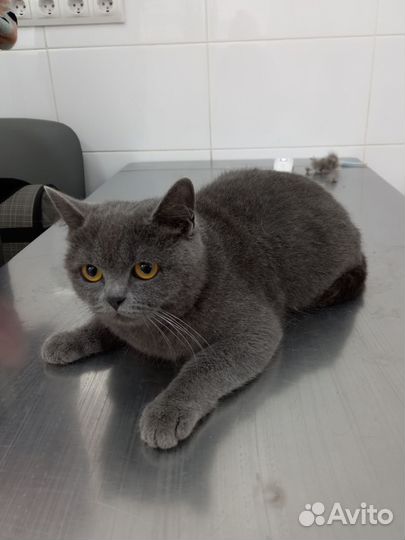 Кошка британка