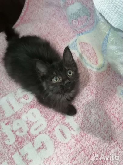 Котята турецкой ангоры