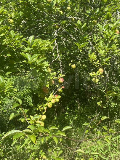 Участок 6 сот. (СНТ, ДНП)