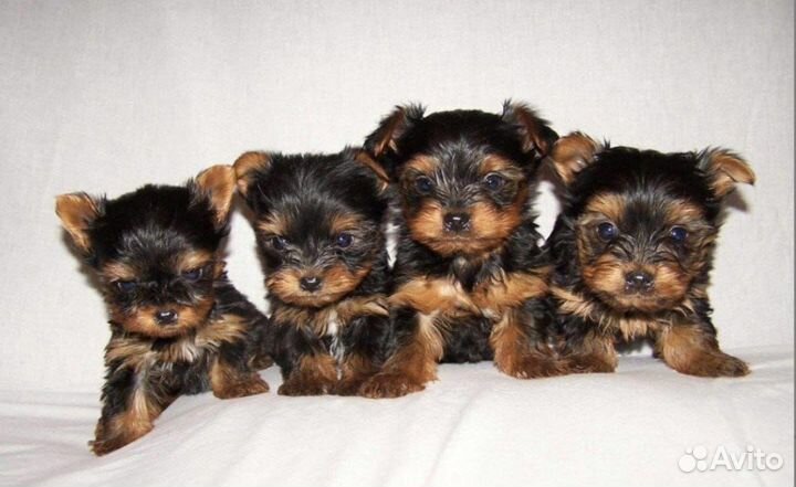 Йоркширский терьер щенки