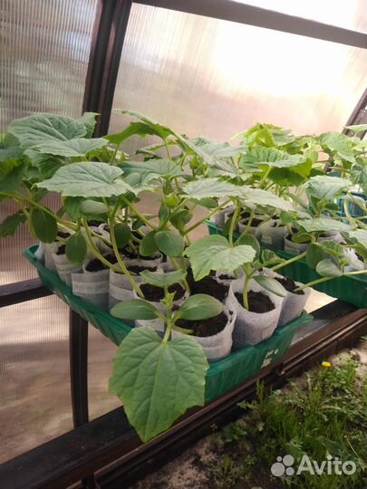 Рассада огурцов