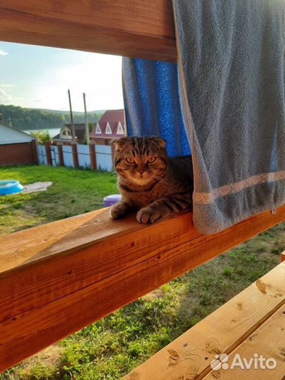 Шотландский вислоухий кот вязка